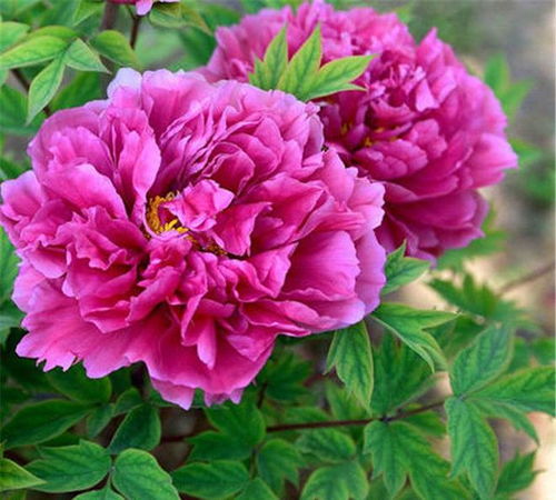 芍药花室外过冬的可嫩性