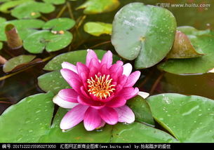 二、水莲花种植技巧分享