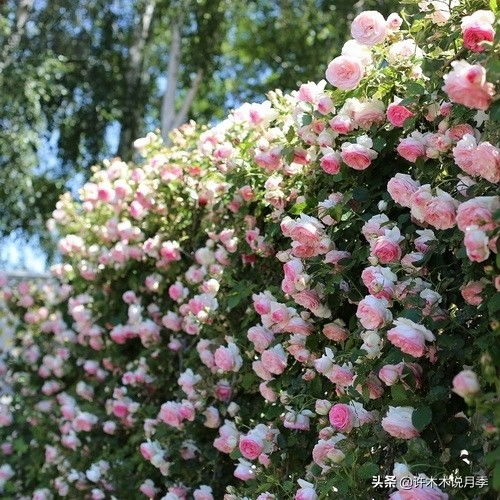 菜叶水果皮， 月季的绿色食物