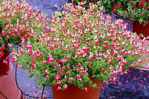 双重用途，节省空间，一花两用真奇妙！