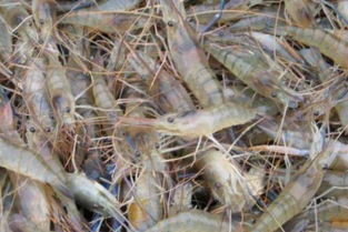 刺松的室内养殖