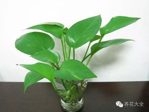 室内养绿萝好？这50种植物让你家生机盎然
