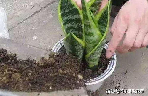 腐叶土制作方法详解，新手如何轻松掌握