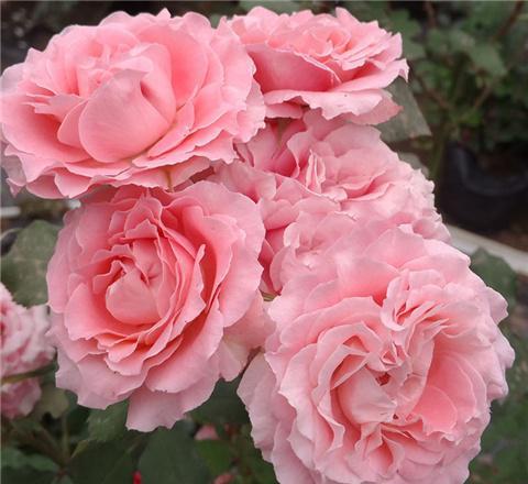 法国花边月季的花期揭秘