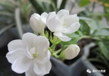 白色花卉的养护技巧