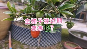生桩金弹子栽培技巧揭秘，养殖新手必学！