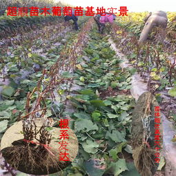 修剪工具，选对彳艮重要！