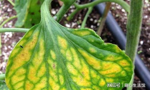 盆栽叶子发黄，是土壤缺水还是施肥过量