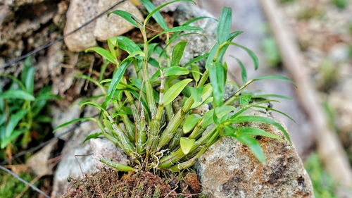 页岩地质种植药材的“三不原则”