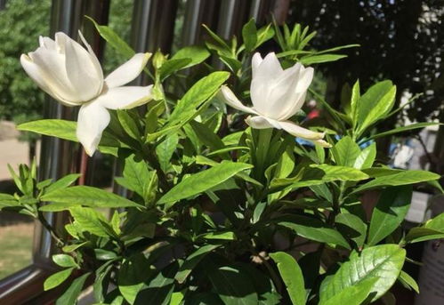 叶子要会“说谎”