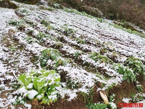 香菜：冬天的香草小精灵