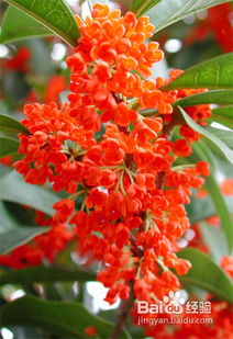 桂花树种植成活率高吗？栽培技术大全有哪些要点