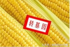 湖南转基因玉米生产饲料，转基因食品如何分辨才能确保安全食用？