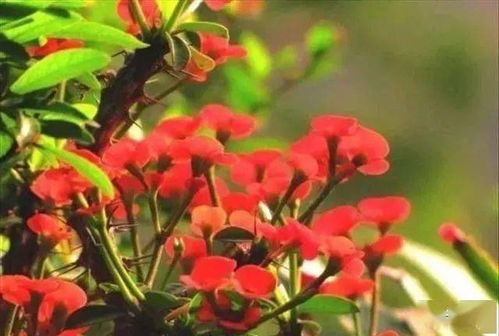 麒麟花养殖需要注意哪些光照、水分和土壤条件