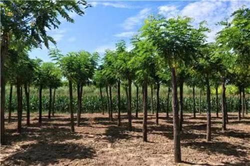 香花槐种植季节的选择