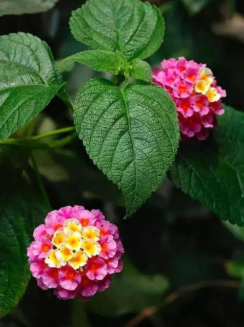 二、 五色梅的扦插