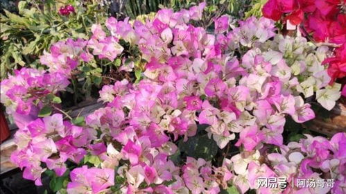 养哪些花最合适？这几种开花多还好养