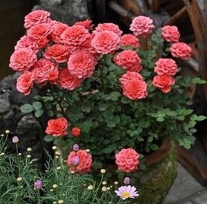 “春季种花正当时，错过等一年！”