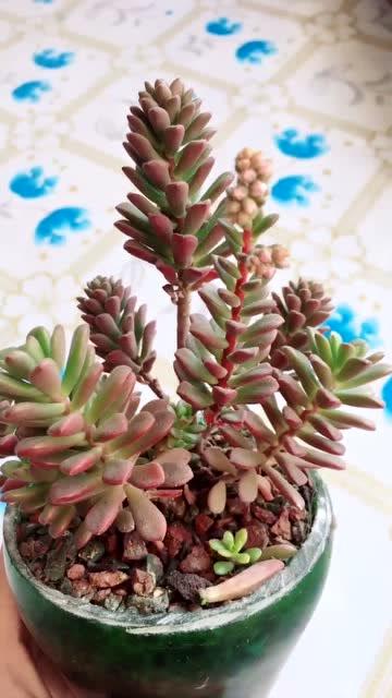 塔洛克开花后如何巧妙拆分处理