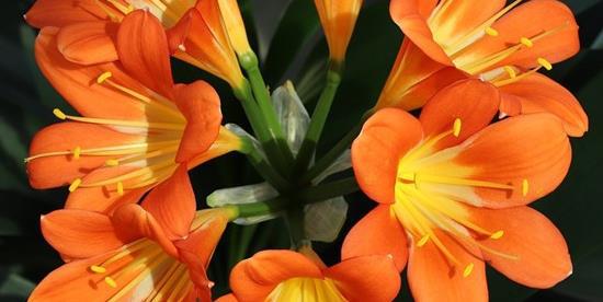 老根繁殖的方法介绍