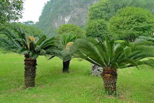 覆盖物，让树木度过寒冷之夜