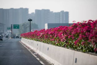 高温下的养护：智慧滴灌助力月季生长