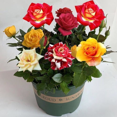 土壤得好好准备,别小堪了这第一步