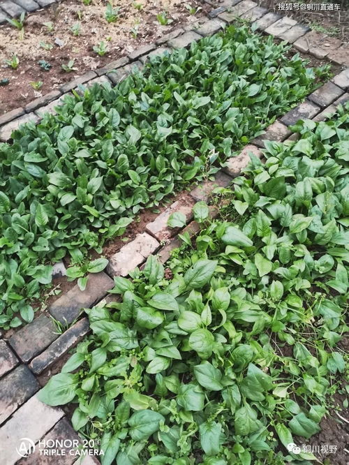 不用农药化肥， geng平安