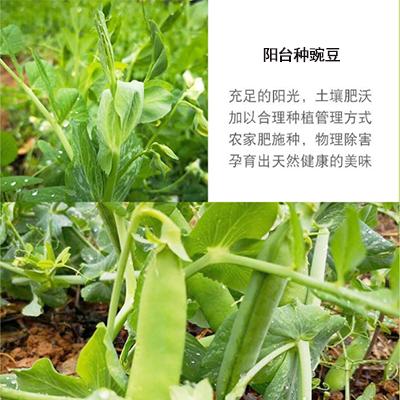 一、青菜