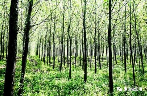 树木的恩赐与挑战：种树的双重影响