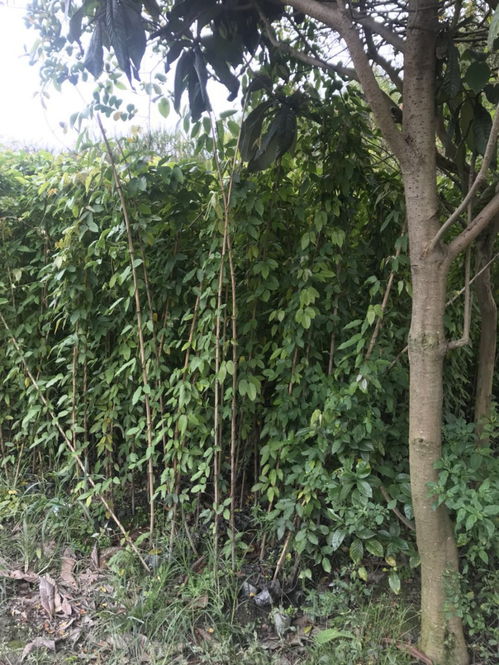 种植技巧，各有妙招