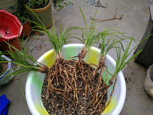 泡根，伤口修复有讲究