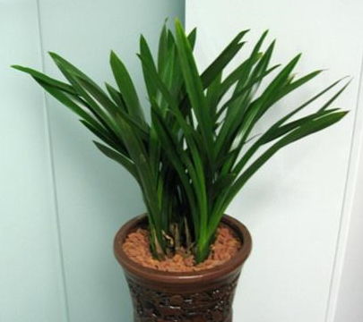 常见的兰花品种有哪些？