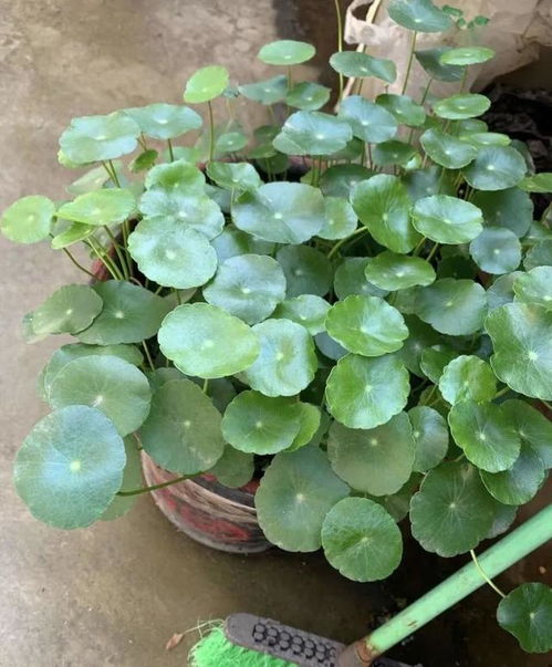 答疑时间：叶片喷水后出现斑点怎么办？