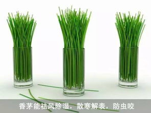 有哪些花草能驱蚊子？请推荐驱赶蚊虫的最佳植物是哪些