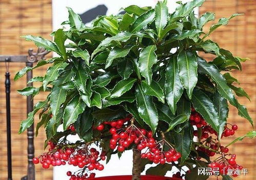 金银木的观赏价值