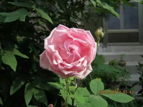 地球末夜月季的优缺点