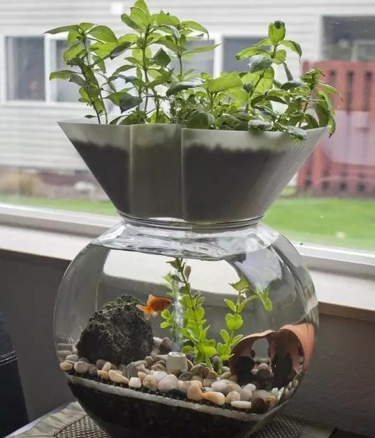 水培植物，为何不烂根