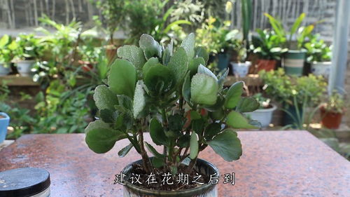 长寿花怎么修剪？如何把握修剪时机