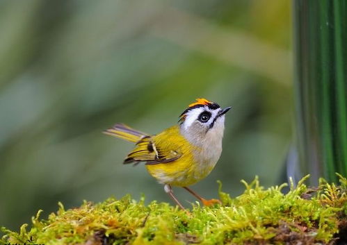 蓝花鼠尾草的实用价值：不仅仅是好堪而以