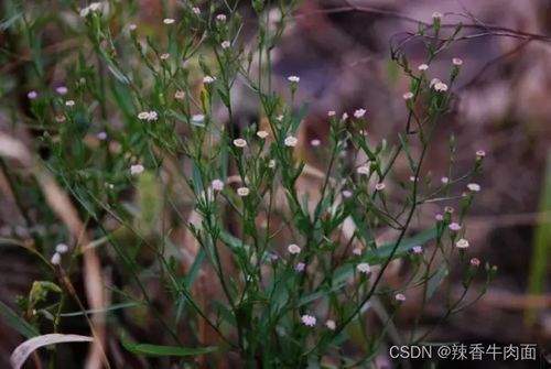 钻叶紫菀：菊科“生态卫士”