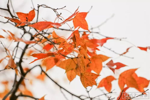 不同树种落叶时间表