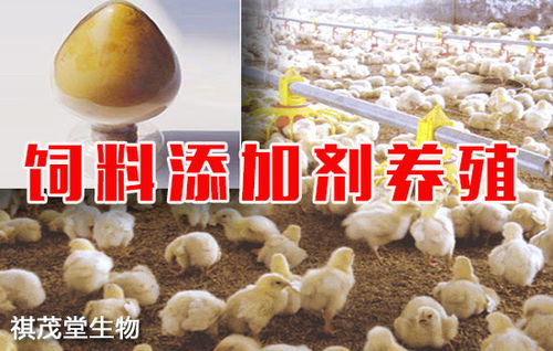 青年鸡输卵管栓塞症：饲料添加剂的潜在隐患