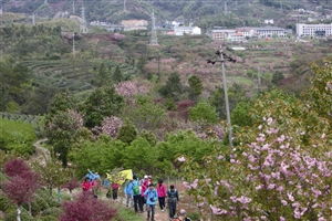 站在潮湿的山沟里 树木的生存挑战