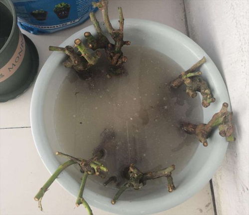 生根粉能直接浇吗？不同植物如何正确使用