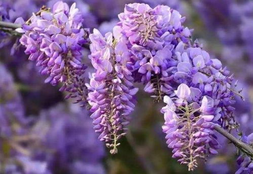 紫藤花的四季魅力