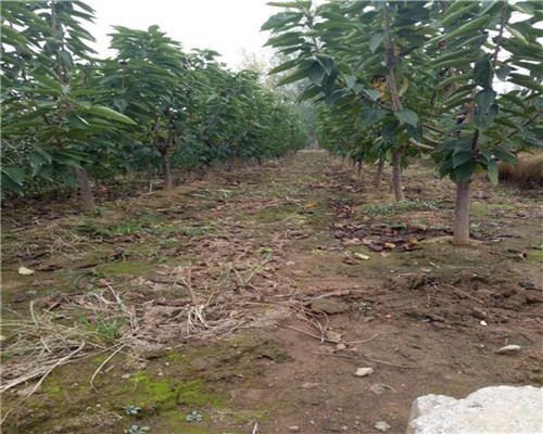 栾树苗的价格，你真的懂吗？