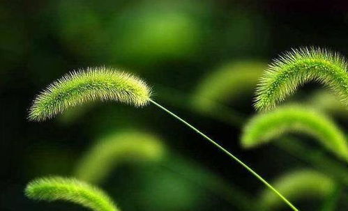 种子的轻舞飞扬