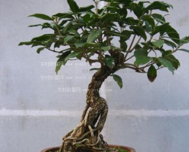 桂花盆景养护,如何保持其优美形态与香气