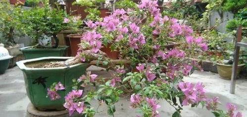 三角梅怎么修剪才能开花？开花后如何维持花量